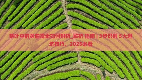 茶叶中的黄曲霉素如何辨析