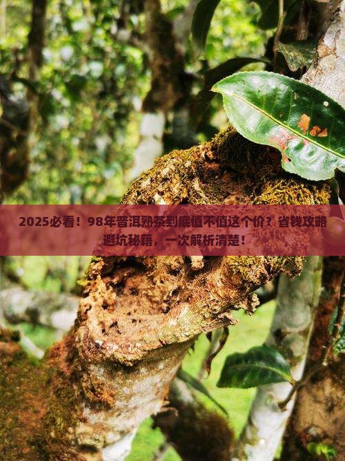 98年的普洱熟茶
