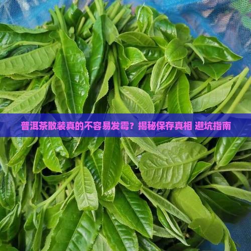 普洱茶散装不容易发霉