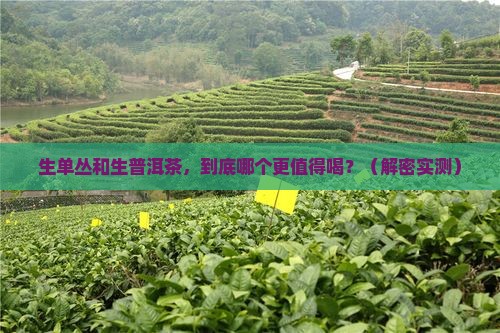 生单丛和生普洱茶
