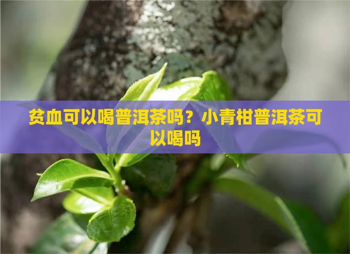 贫血可以喝小青柑普洱茶吗