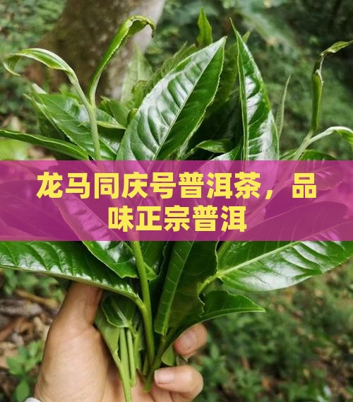 龙马同庆号茶叶普洱茶