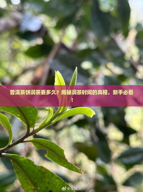 普洱茶饼润茶要多久