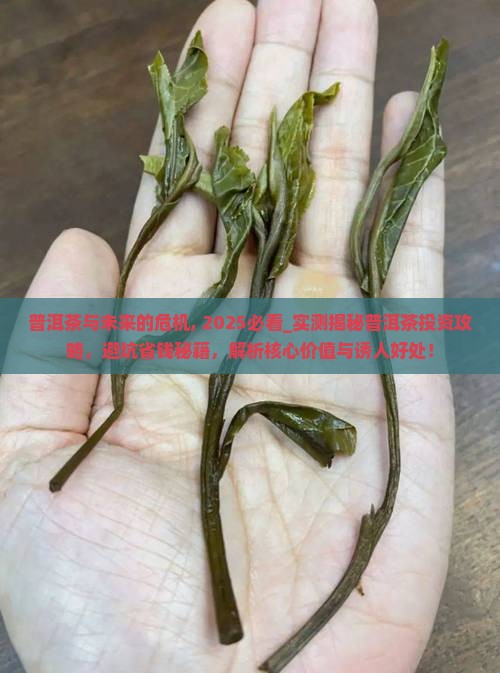 普洱茶与未来的危机