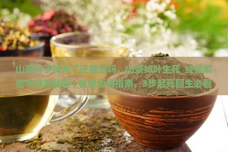 山茶叶子掉光了还能活吗