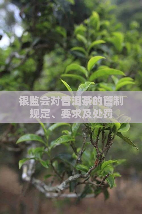 银监会对普洱茶的管制