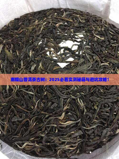 南糯山普洱茶生茶古树介绍