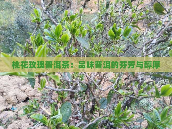 桃花玫瑰普洱茶
