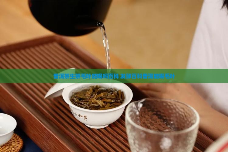 普洱茶生茶毛叶能喝吗百度百科