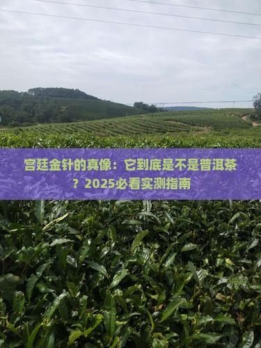宫廷金针是普洱茶吗