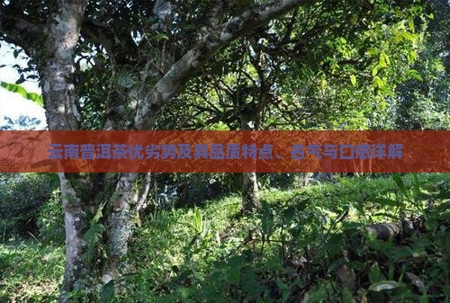 云南普洱茶优劣势
