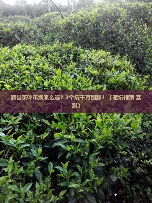 绍兴新昌茶叶市场