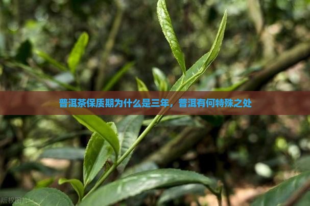 普洱茶为什么写三年保质期