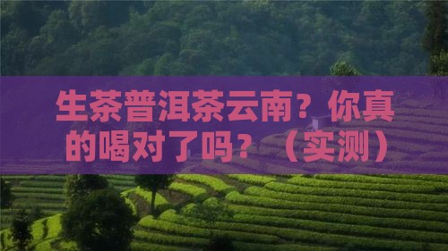 生茶普洱茶云南