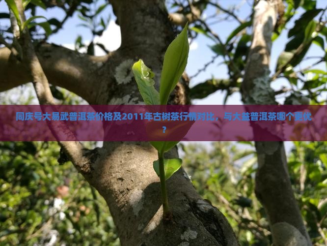 同庆号大易武普洱茶