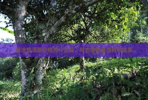 澜沧普洱茶为什么那么贵