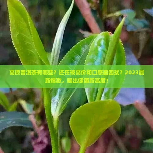 高原普洱茶有哪些