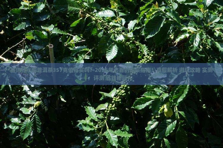 益泊号水韵普洱茶357克