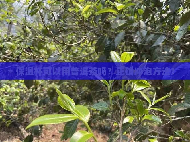 保温杯可以用普洱茶吗