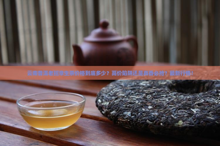云南普洱老班章生茶价格