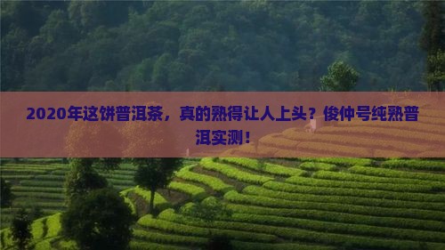 俊仲号2020纯熟普洱茶