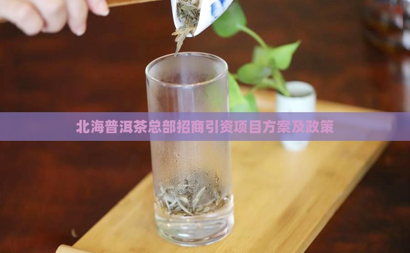 北海普洱茶总部招商引资