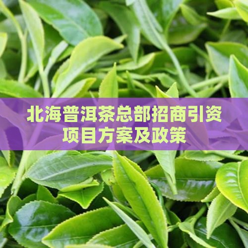 北海普洱茶总部招商引资