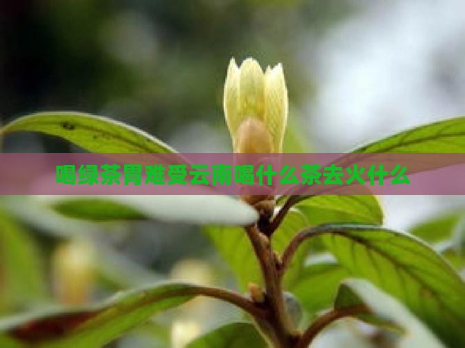 喝绿茶胃难受云南喝什么茶去火