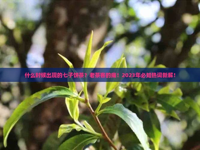 什么时候出现的七子饼茶