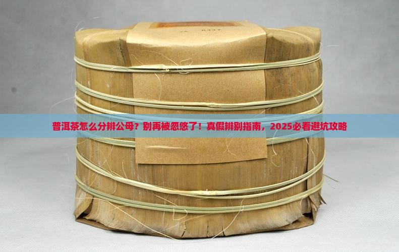 普洱茶怎么分辨公母