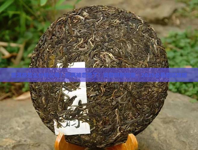 普洱茶怎么分辨公母