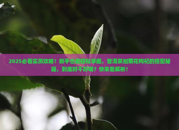 普洱茶加菊花和枸杞可以吗