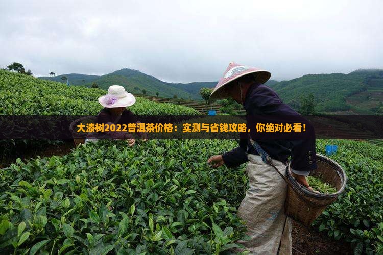 大漆树2022普洱茶价格