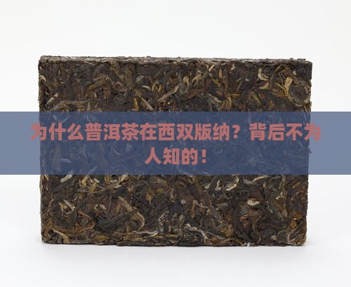 为什么普洱茶在西双版纳
