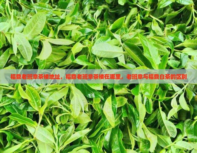 福鼎老班章茶楼