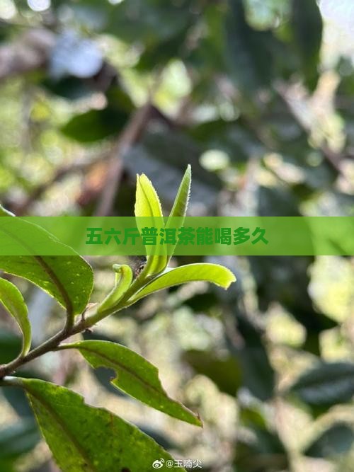 五六斤的普洱茶能喝多久