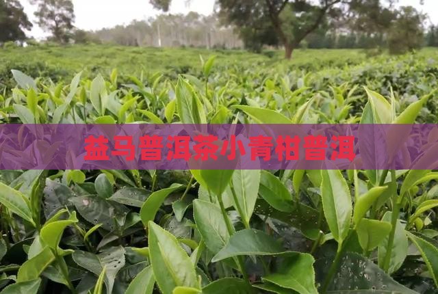 云南益马茶叶小青柑