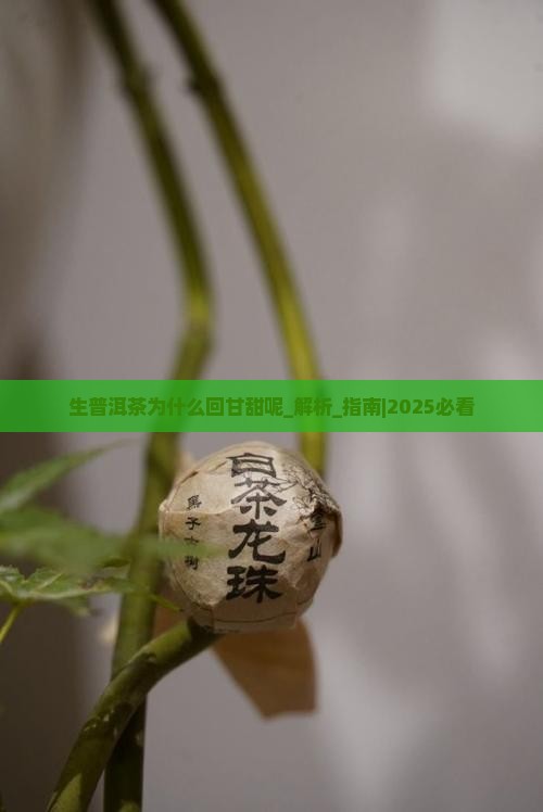 生普洱茶为什么回甘甜呢