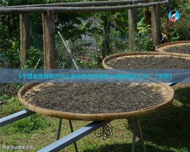 新会陈皮普洱茶小柑橘茶