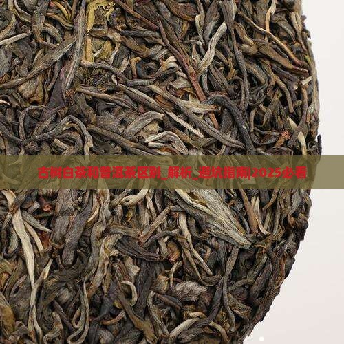 古树白茶和普洱茶区别