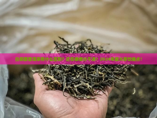 白茶跟普洱茶有什么区别