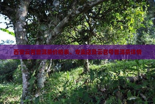 西安云茗普洱茶