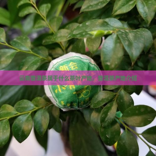 云南普洱茶是哪类茶叶产地