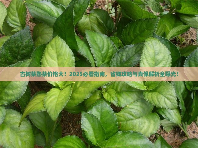 古树茶熟茶古茶价格