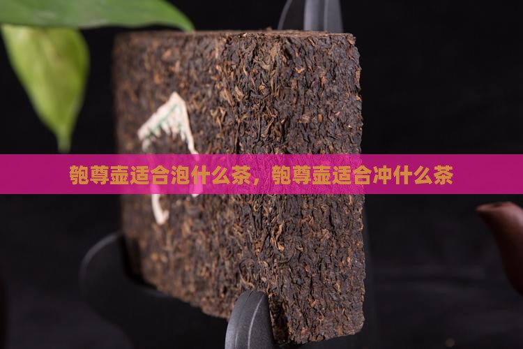 匏尊壶适合泡什么茶
