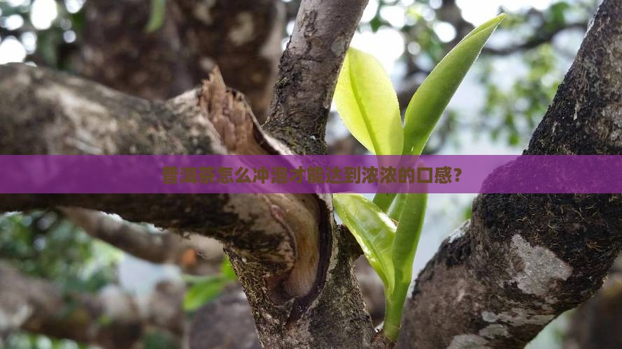 普洱茶怎么冲才香浓浓的口感