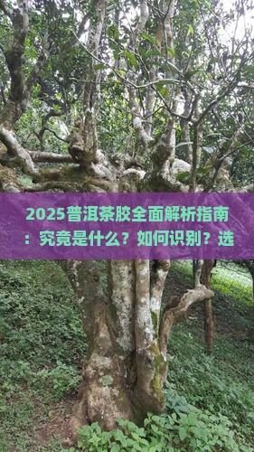 普洱茶胶是什么样的