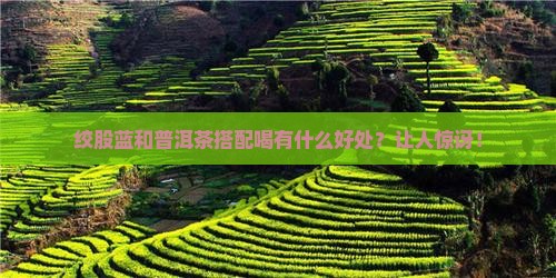 绞股蓝和普洱茶搭配喝