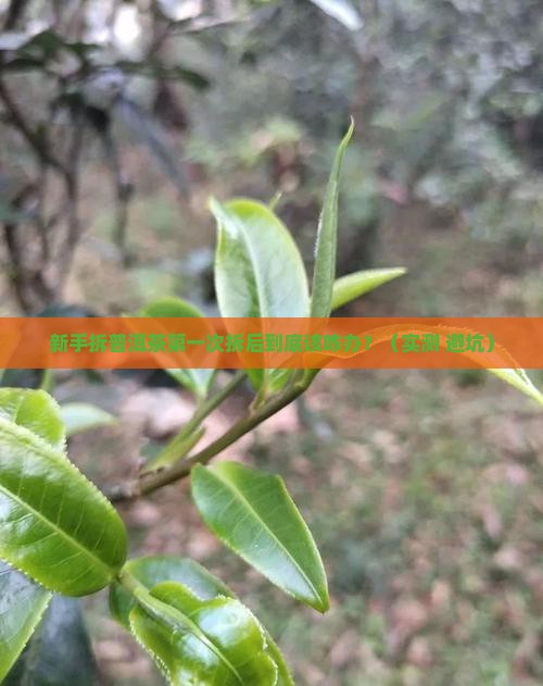 普洱茶第一次拆后