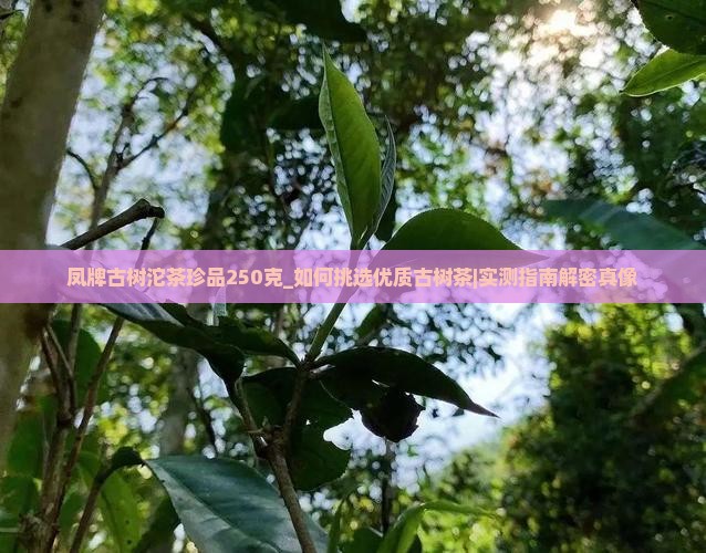 凤牌古树沱茶珍品250克 凤牌古树沱茶珍品250克